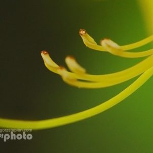 preciki-rhododendrona-DSC09948