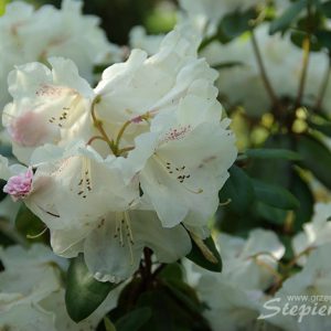 rhododendron-IMGP9740