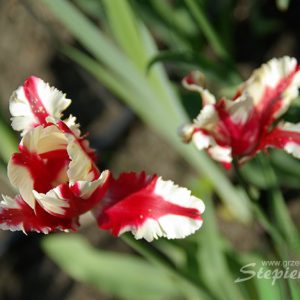 tulipan-IMGP9747